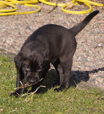 R-Kull 6 weeks